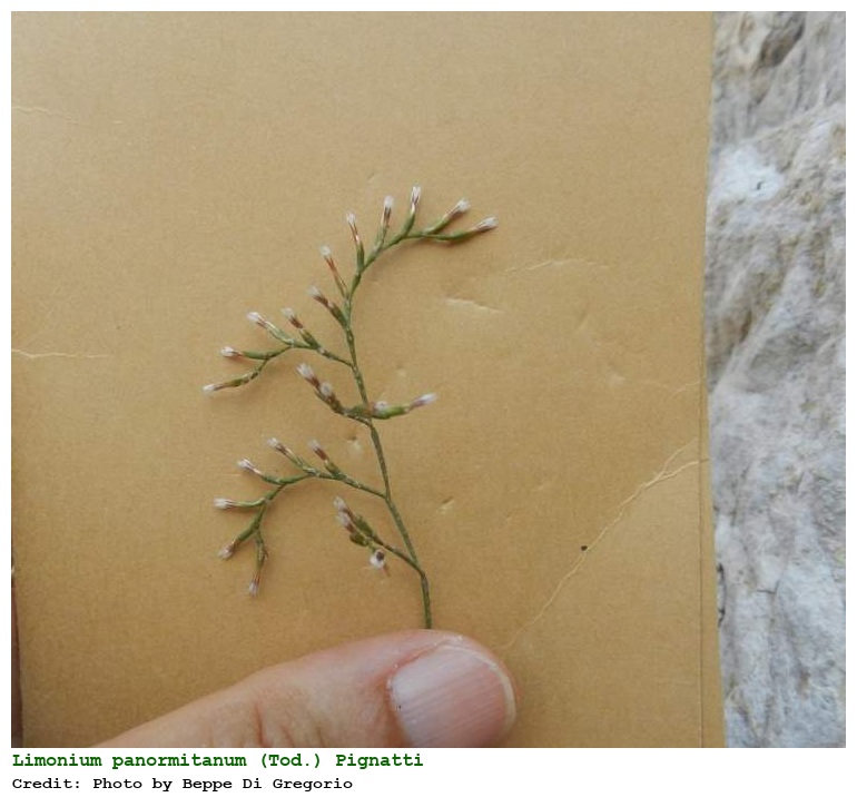 Limonium panormitanum (Tod.) Pignatti